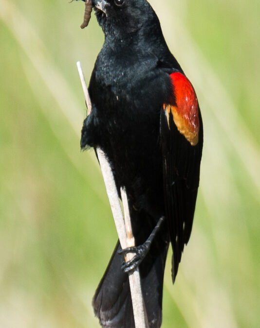 Red-Winged Blackbird with Grub, Monte Vista Wildlife Refuge, CO