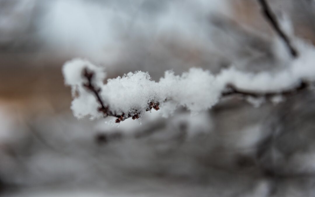 Snow Branch