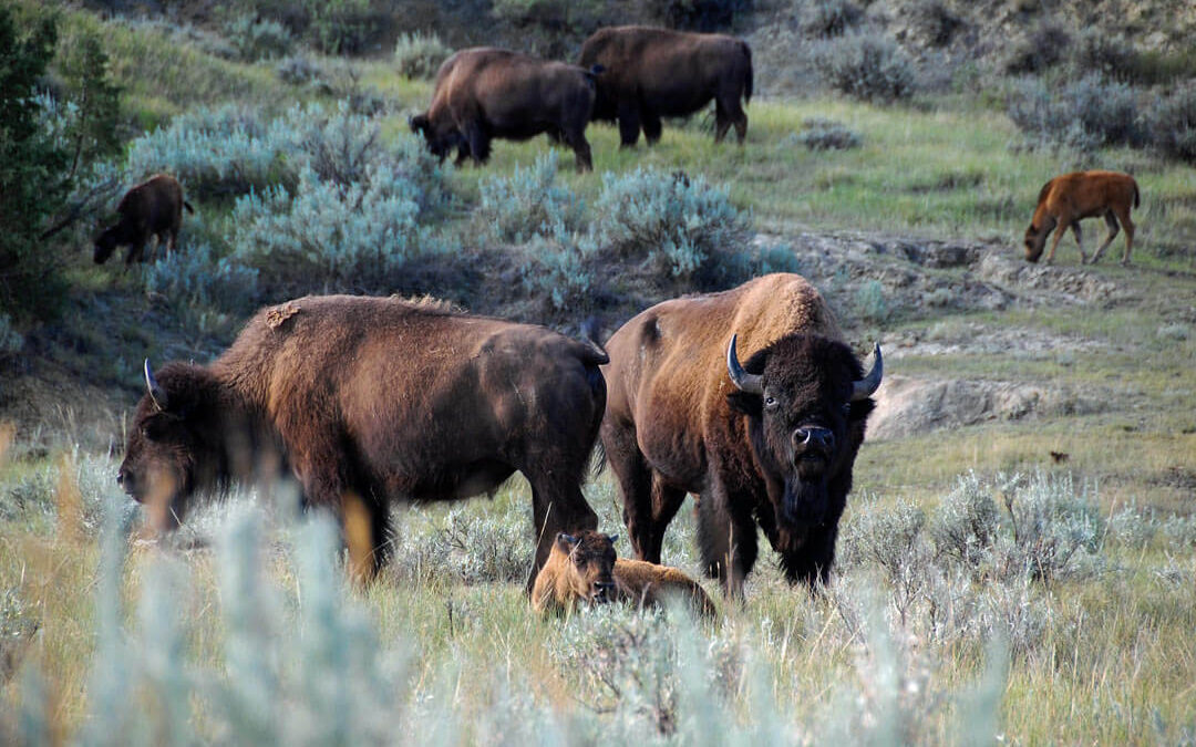 Standing Guard, North Unit, Theodore Roosevelt National Park, ND