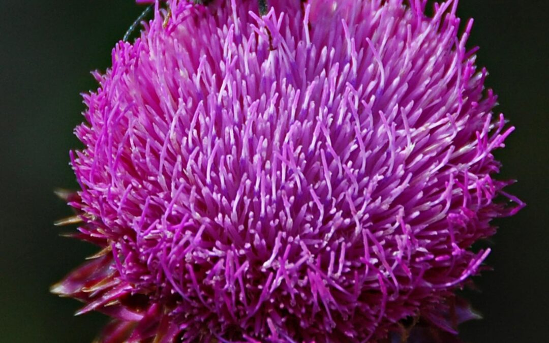 Thistle and Bee