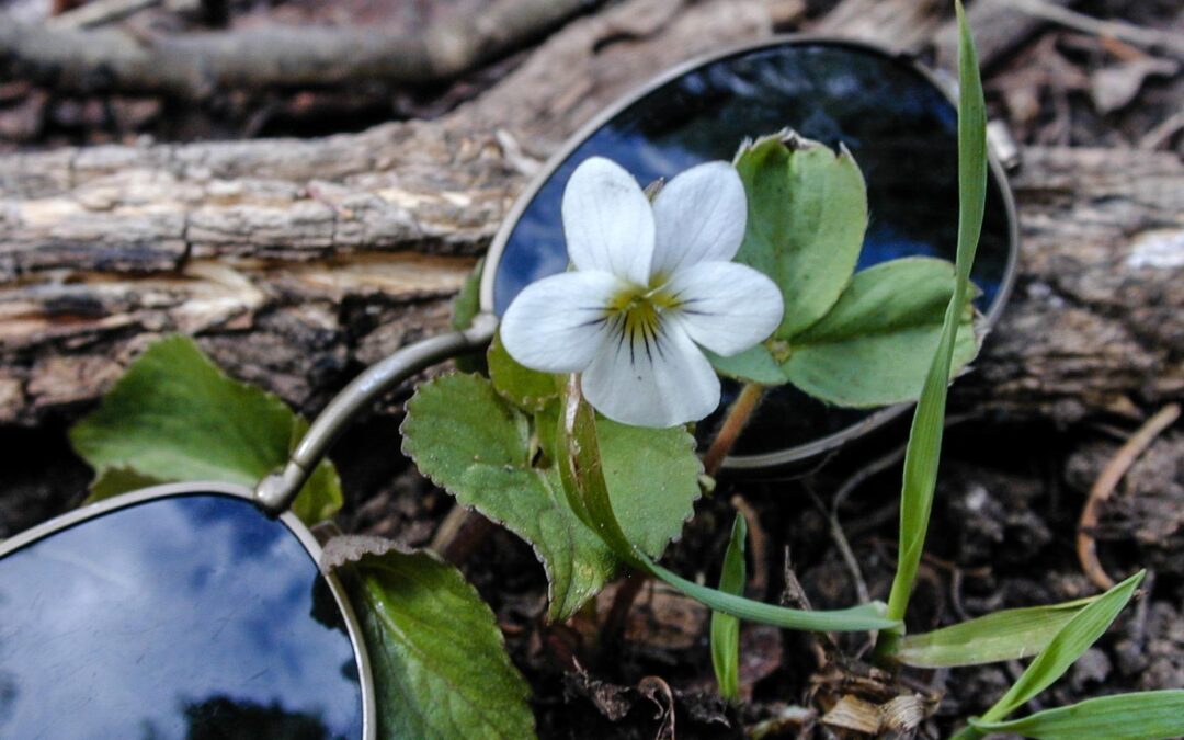 Tiny Flower