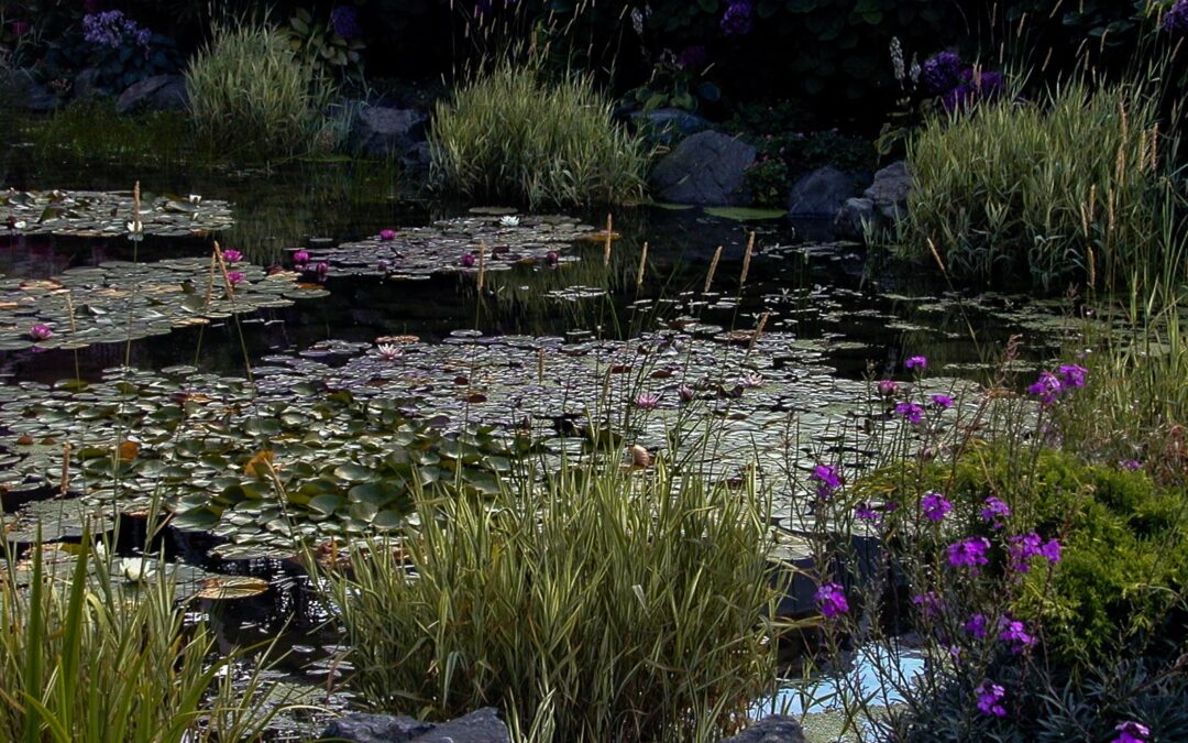 Water Garden, Victoria, BC Canada