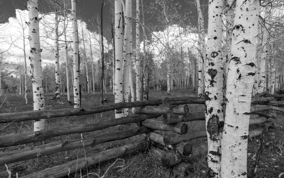 West Side La Plata Mountains, CO Aspen Trees and Fence