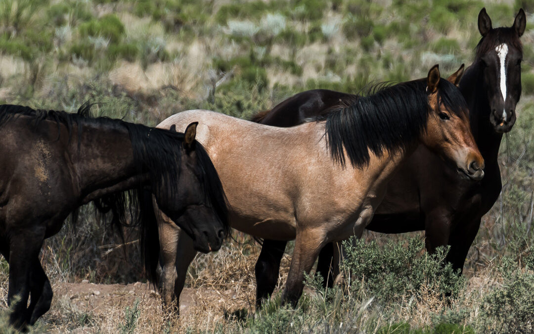 Wild Horses, San Luis, CO