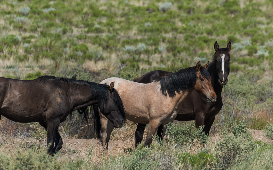 Wild Horses, San Luis, CO