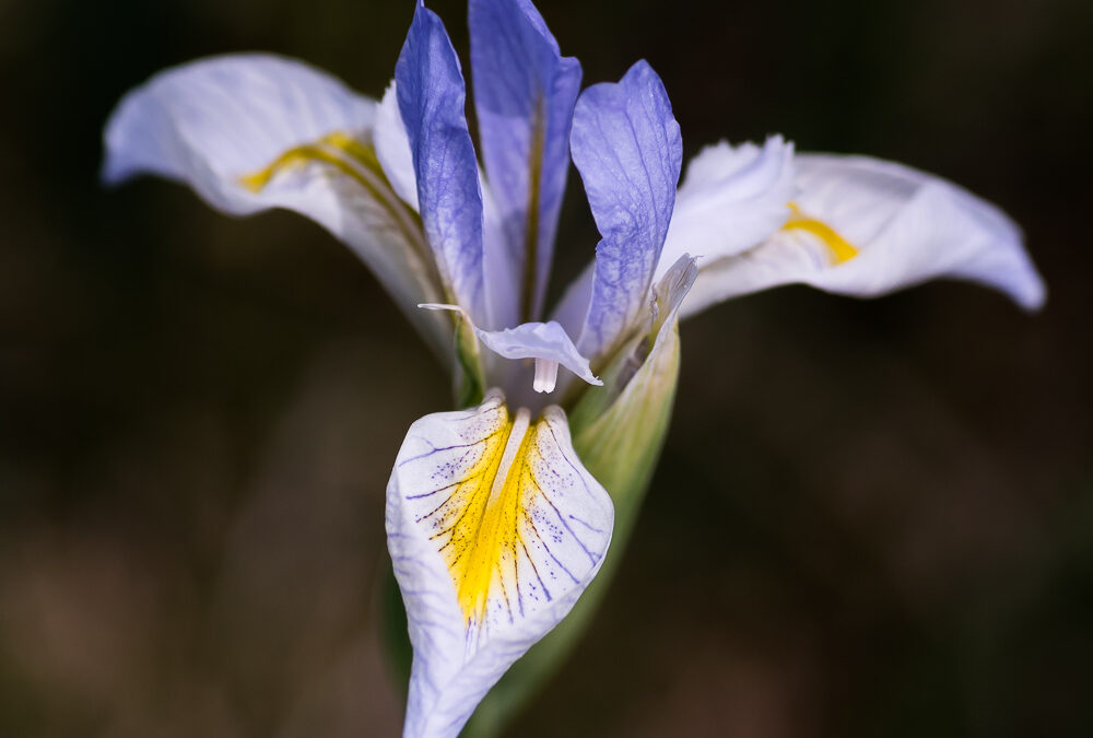 Wild Iris, South Fork, CO