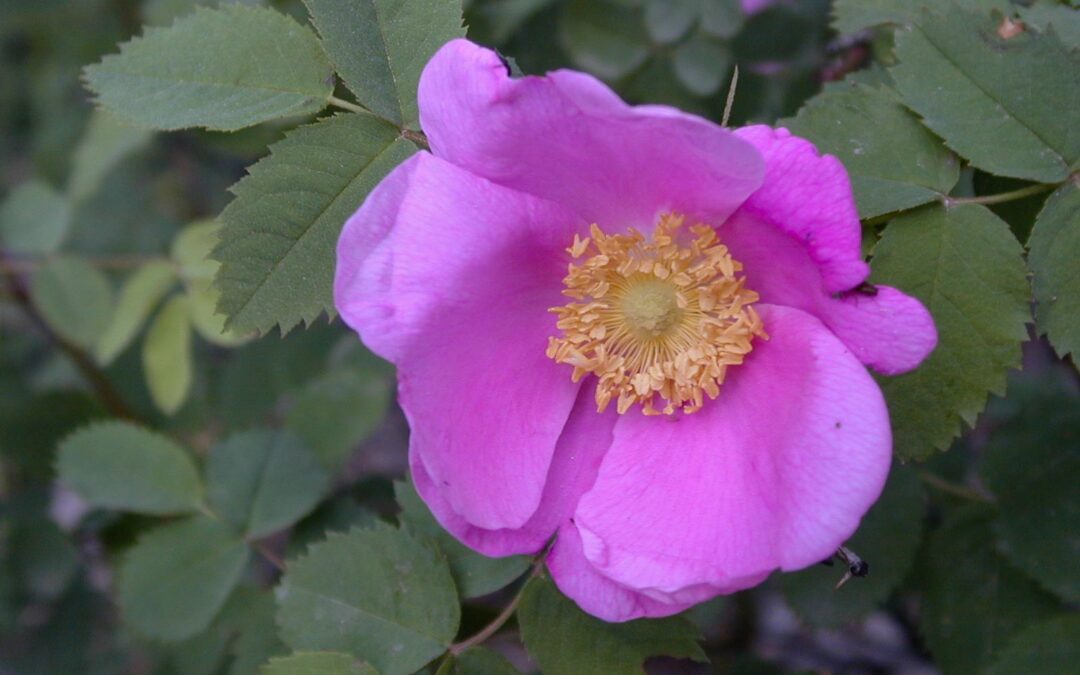 Wild Rose