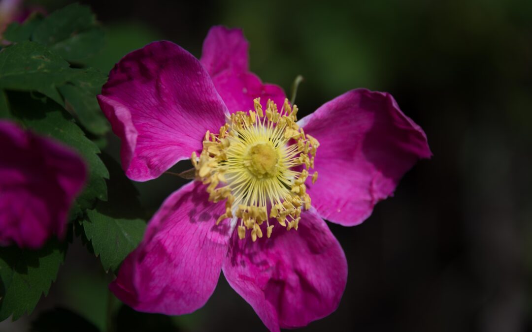 Wild Rose