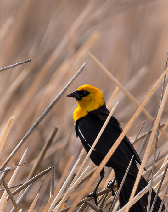 Yellow-Headed Blackbird, Monte Vista-National Wildlife Refuge, CO